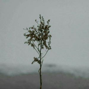 国产调教在线观看
